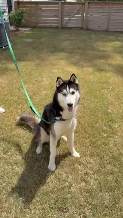 Enlarge Milo, a ADOPTABLE Siberian Husky in Manhasset, NY video 4/6
