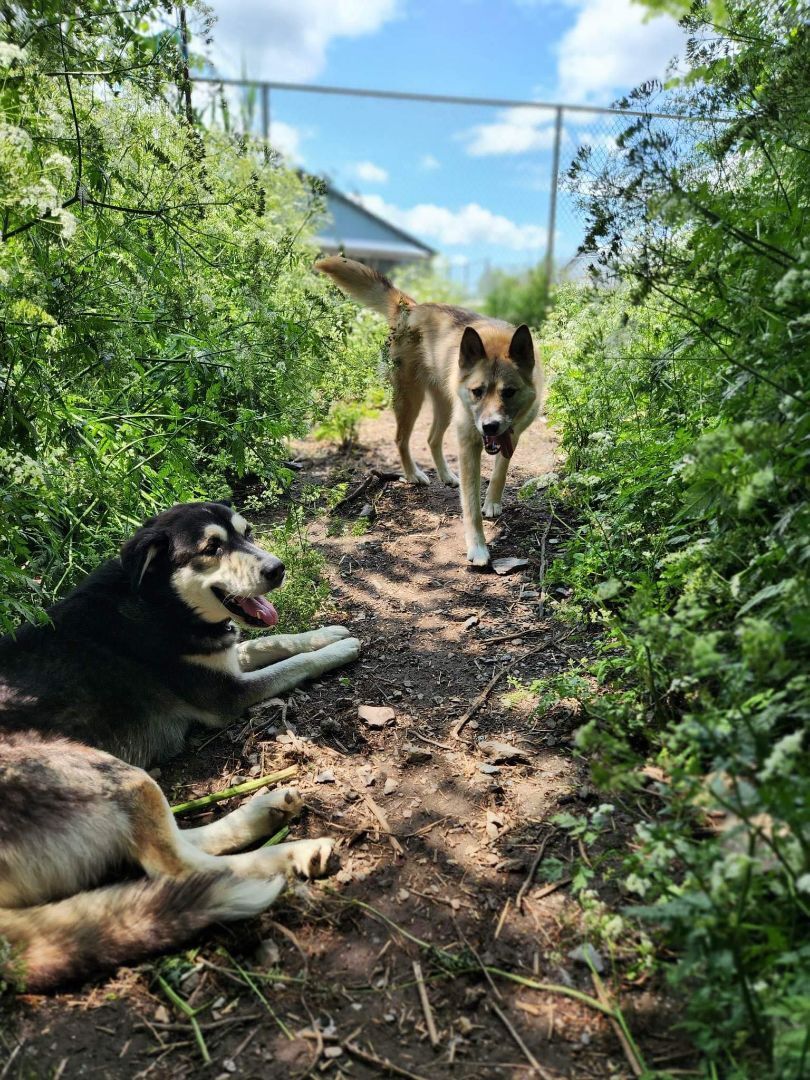 Agaguk (et Tonka), Adopted, Adult Male Husky & Alaskan Malamute.