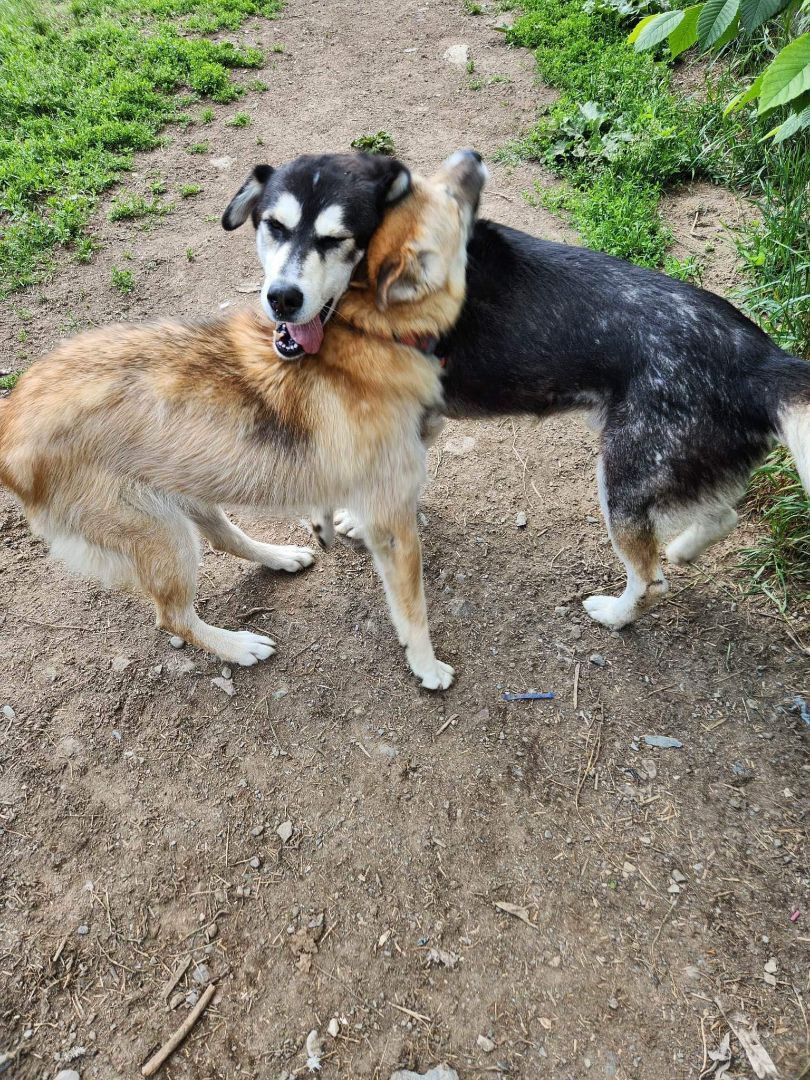 Enlarge Agaguk (et Tonka), a Adopted mixed breed in Westmount, QC image 3/8