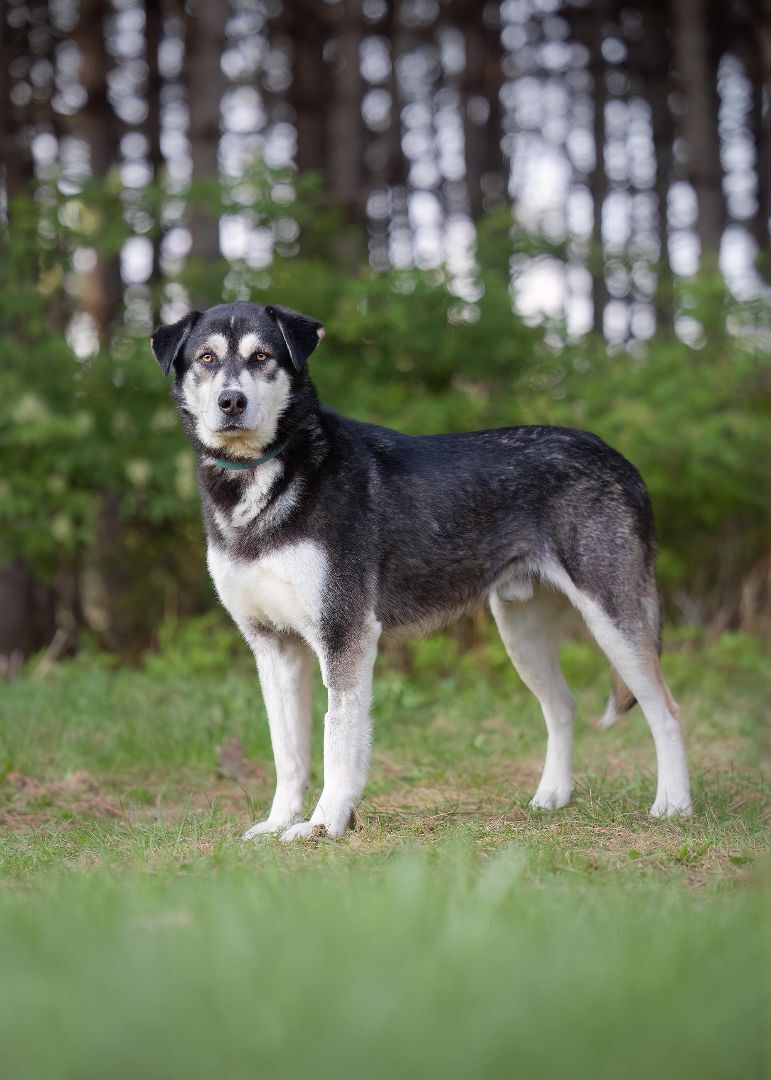 Enlarge Agaguk (et Tonka), a Adopted mixed breed in Westmount, QC image 4/8