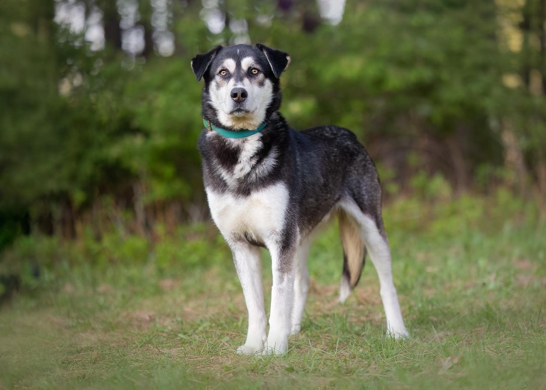 Enlarge Agaguk (et Tonka), a Adopted mixed breed in Westmount, QC image 5/8