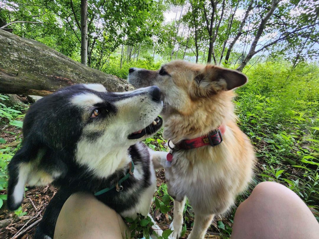 Enlarge Agaguk (et Tonka), a Adopted mixed breed in Westmount, QC image 6/8