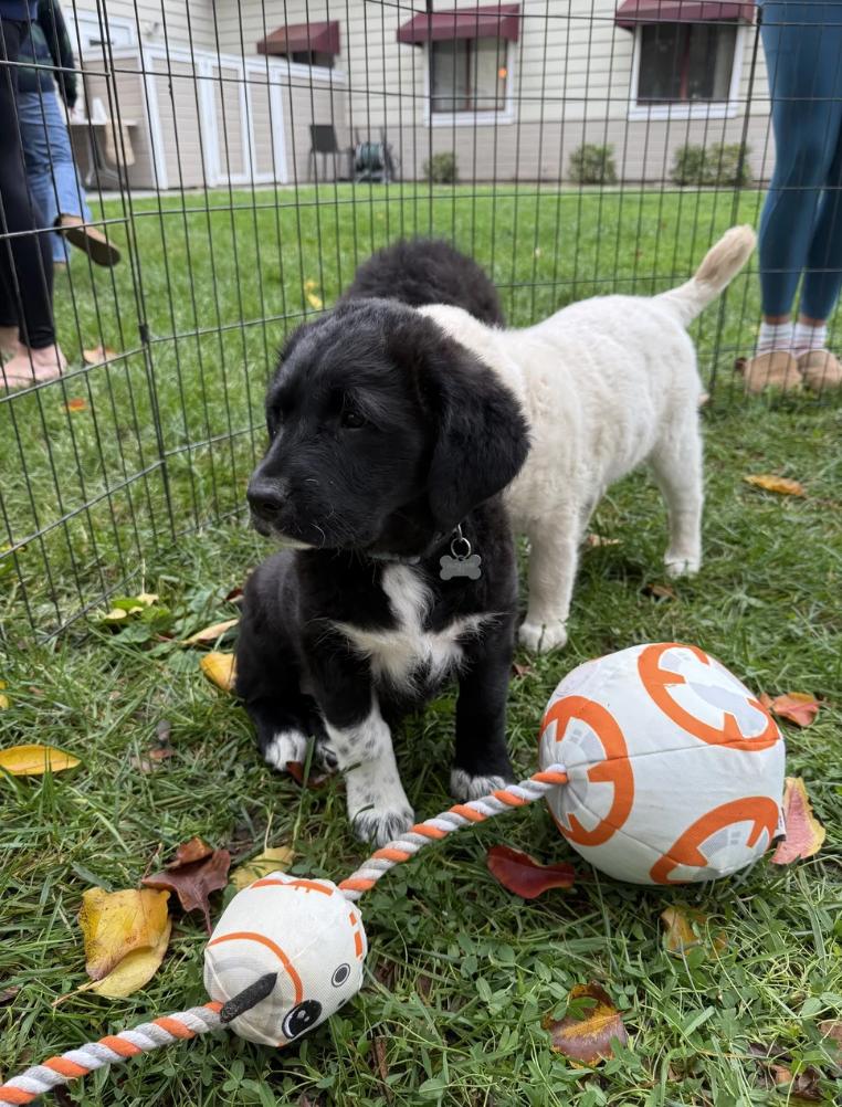 Enlarge Sasquatch, an adopted mixed breed in Sacramento, CA image 1/5