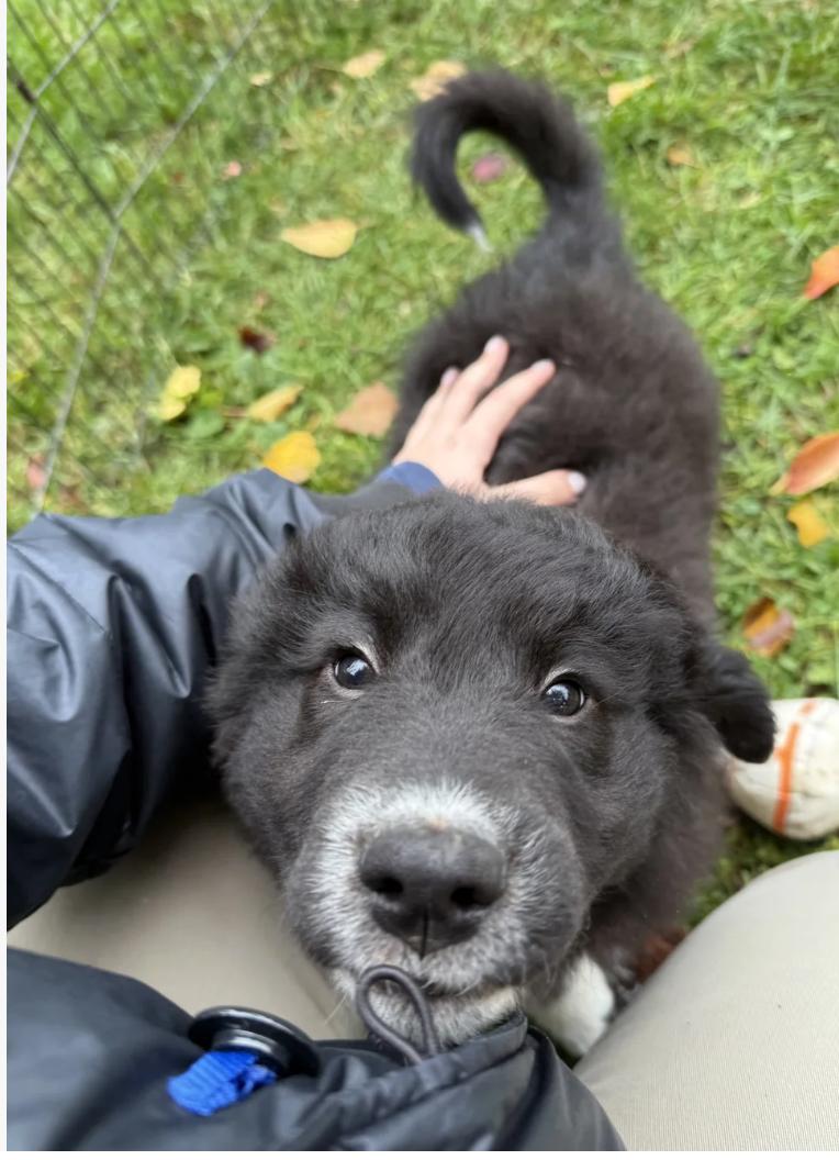 Enlarge Sasquatch, an adopted mixed breed in Sacramento, CA image 2/5