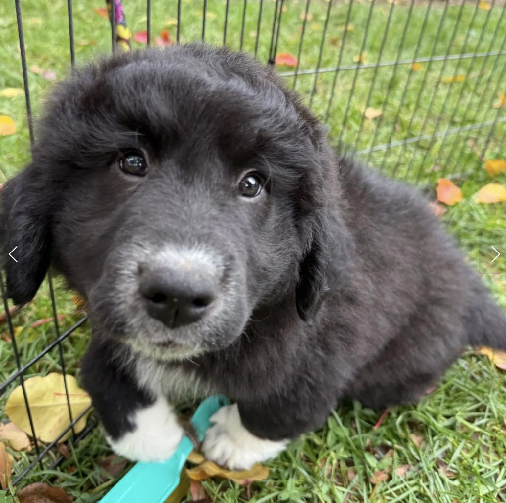 Enlarge Sasquatch, an adopted mixed breed in Sacramento, CA image 3/5