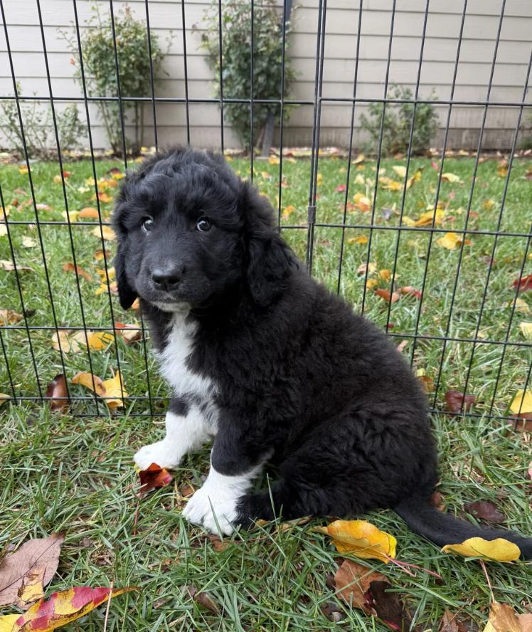 Enlarge Sasquatch, an adopted mixed breed in Sacramento, CA image 4/5