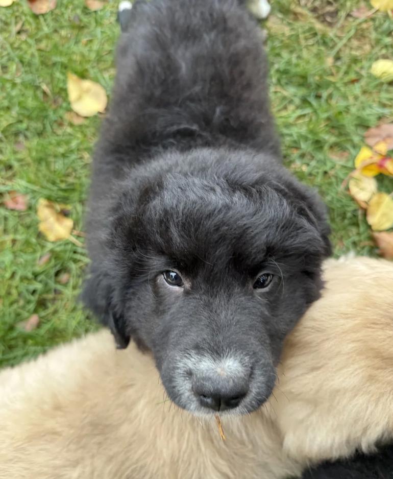 Enlarge Sasquatch, an adopted mixed breed in Sacramento, CA image 5/5