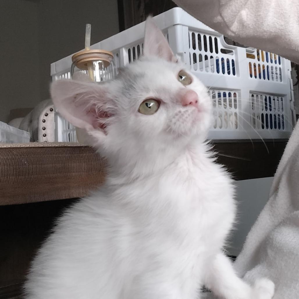 Shirley aka BAC 122(Westmere Kitten 4), Adoptable, Kitten Female Domestic Short Hair.