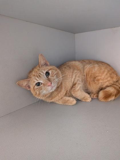 Buck, Adoptable, Adult Male Domestic Short Hair & Domestic Short Hair.