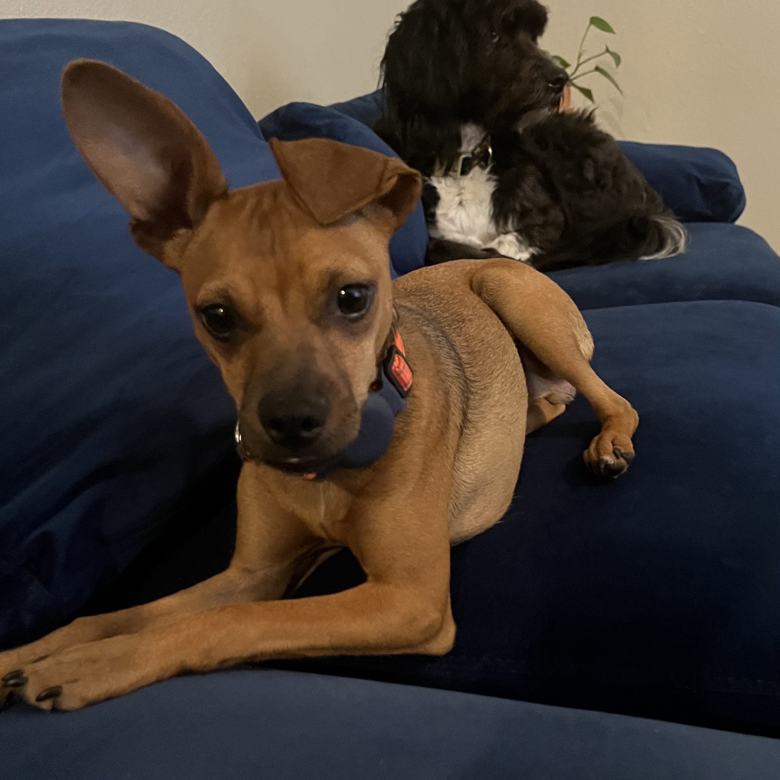 Colby, Adopted, Puppy Male Chihuahua.