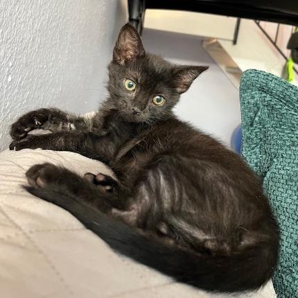 Bugsy, Adoptable, Kitten Male Domestic Short Hair.