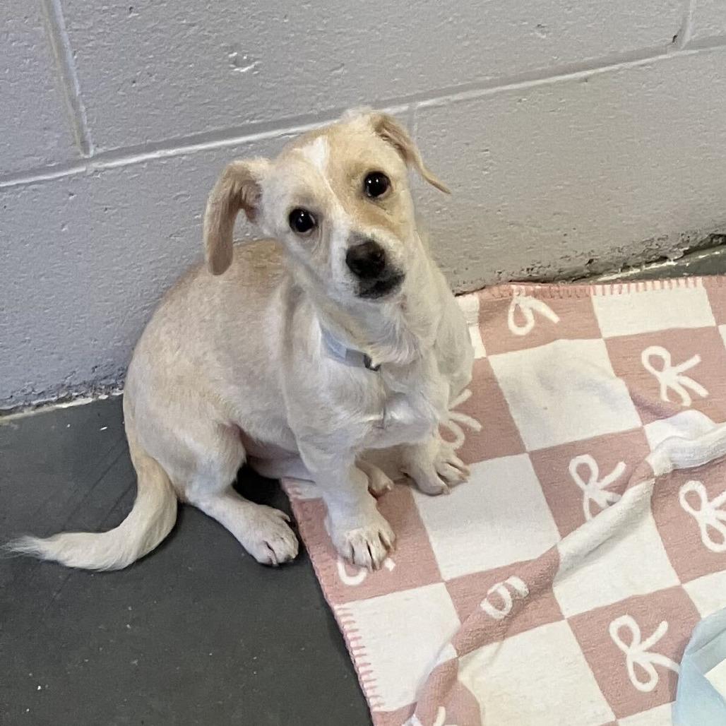 Sunkist *Available Soon*, Adoptable, Puppy Female Maltese & Mixed Breed.
