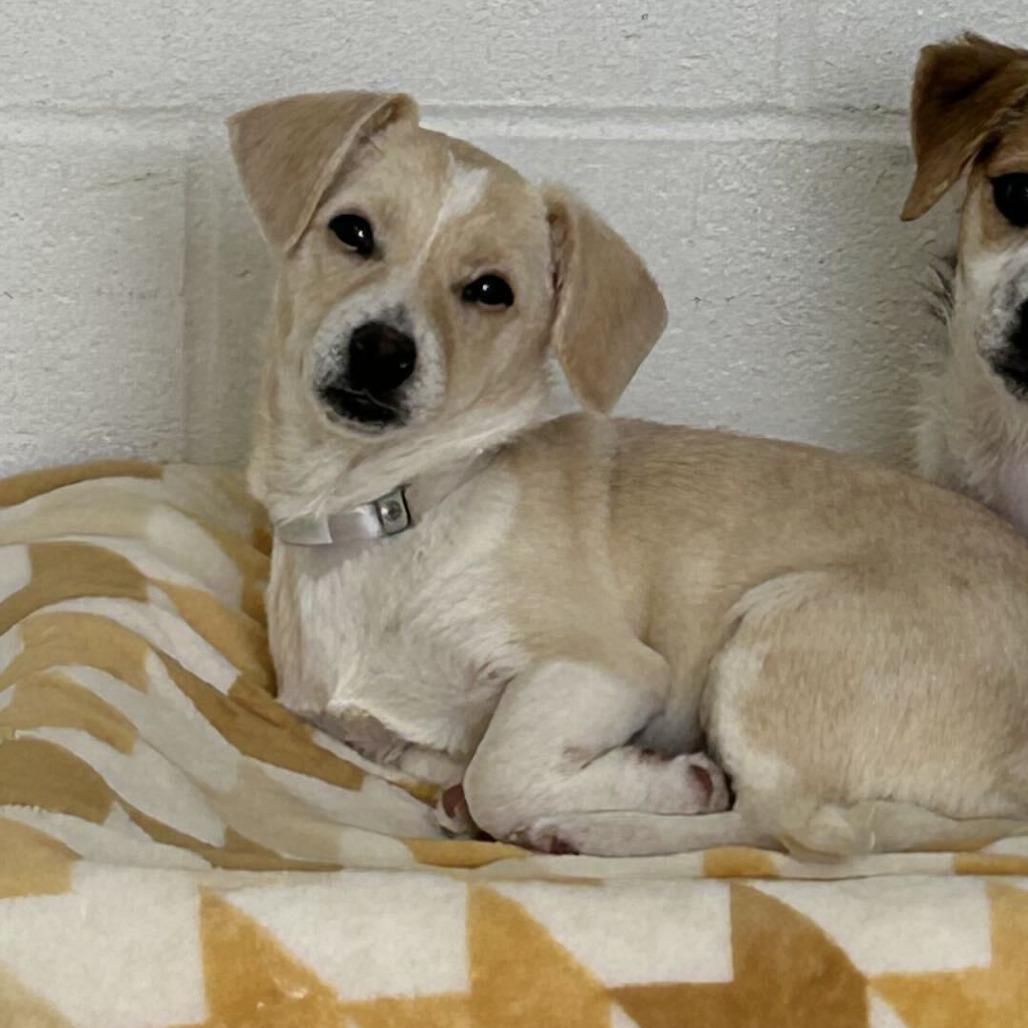 Enlarge Sunkist *Available Soon*, a Adoptable mixed breed in Dover, NH image 2/4