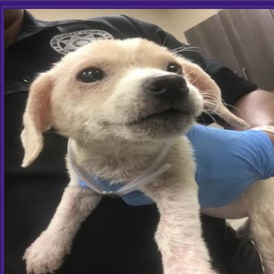 Enlarge Sunkist *Available Soon*, a Adoptable mixed breed in Dover, NH image 3/4