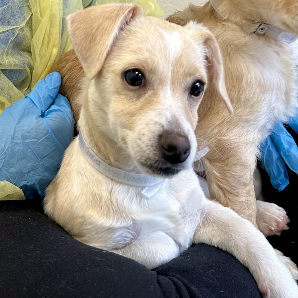 Enlarge Sunkist *Available Soon*, a Adoptable mixed breed in Dover, NH image 4/4