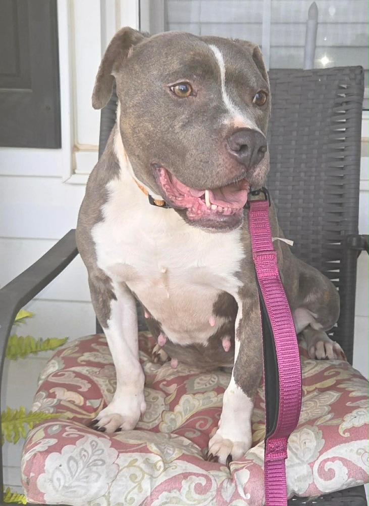 Corrie, Adoptable, Adult Female Pit Bull Terrier.