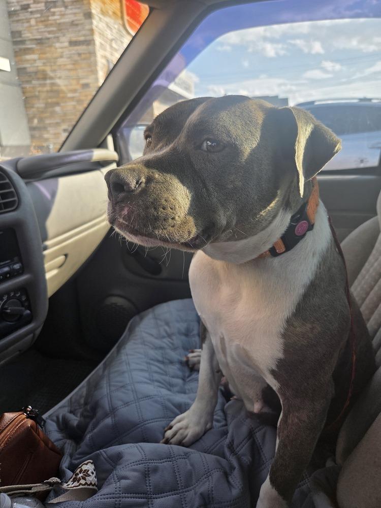 Enlarge Corrie, a Adoptable mixed breed in Willingboro, NJ image 1/3