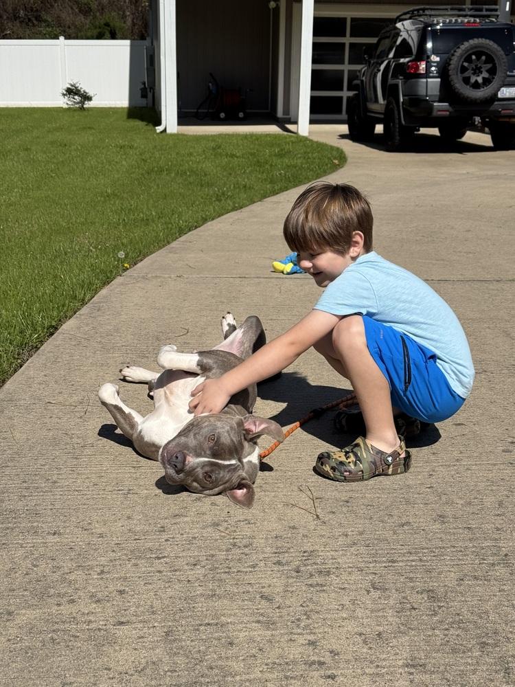 Enlarge Corrie, a Adoptable mixed breed in Willingboro, NJ image 1/6