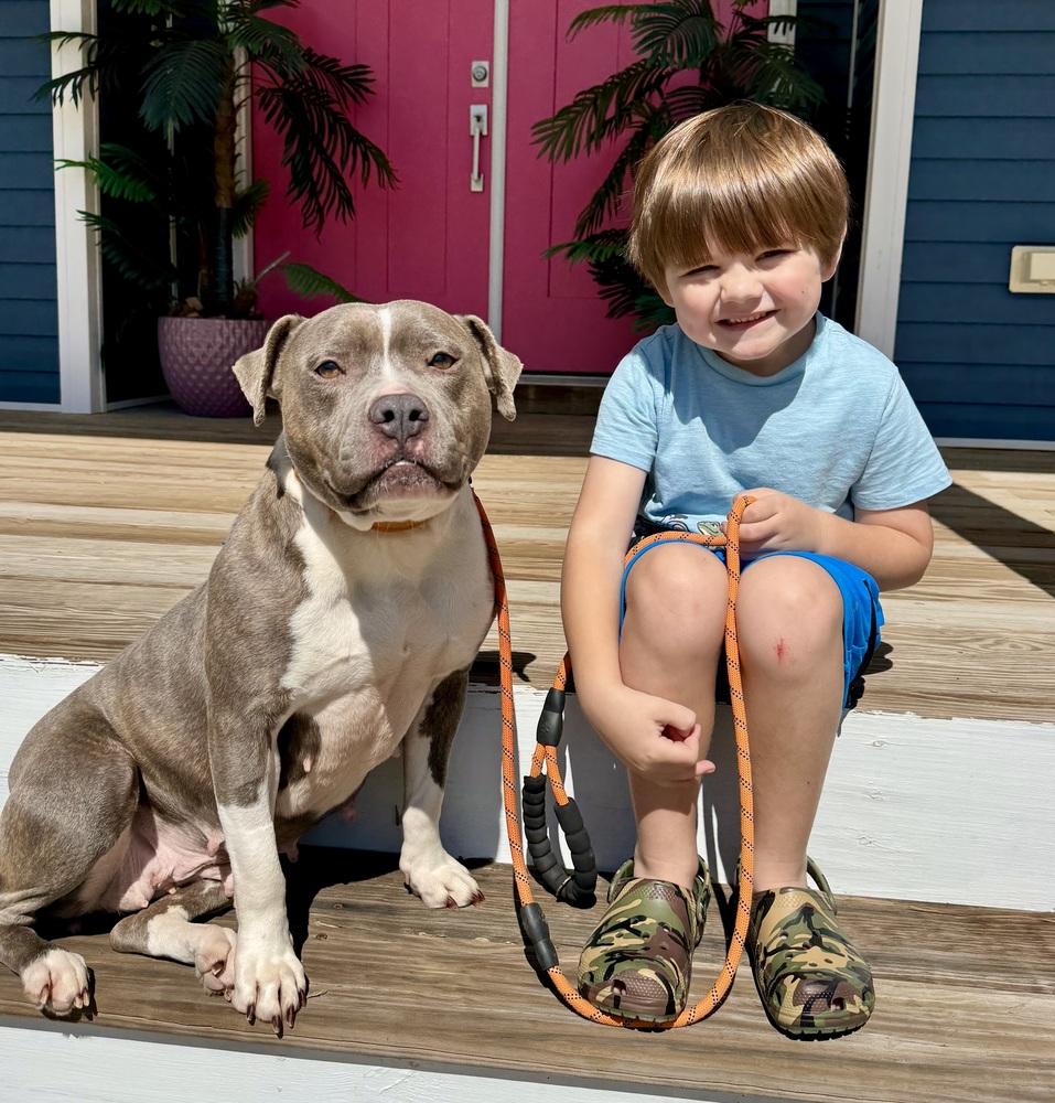 Enlarge Corrie, a Adoptable mixed breed in Willingboro, NJ image 2/6