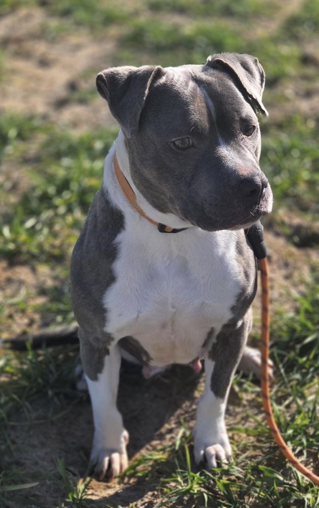 Enlarge Corrie, a Adoptable mixed breed in Willingboro, NJ image 3/3