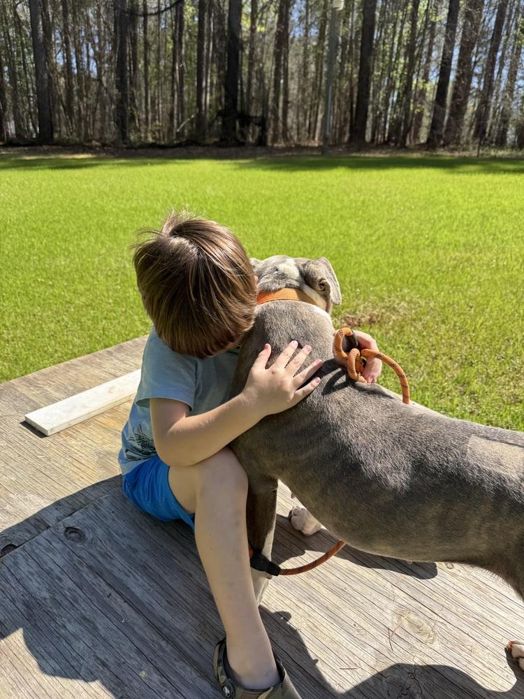 Enlarge Corrie, a Adoptable mixed breed in Willingboro, NJ image 4/6