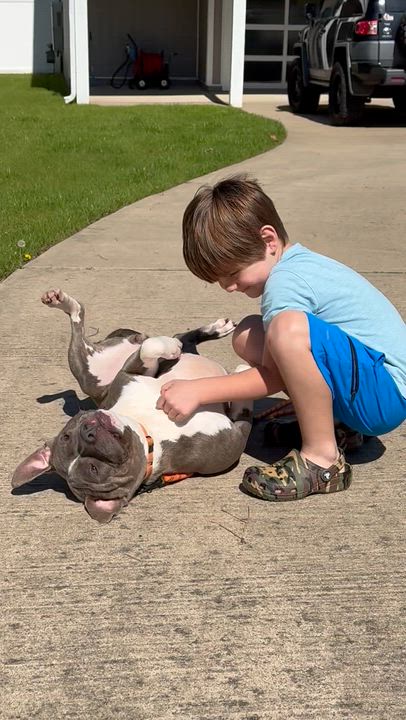 Enlarge Corrie, a Adoptable mixed breed in Willingboro, NJ video 5/6