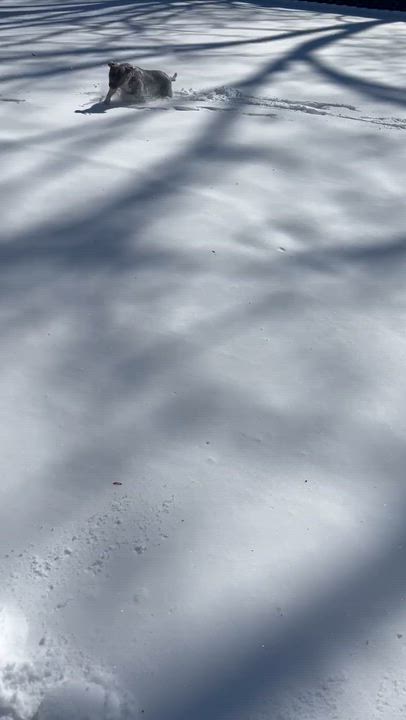 Enlarge Corrie, a Adoptable mixed breed in Willingboro, NJ video 6/6