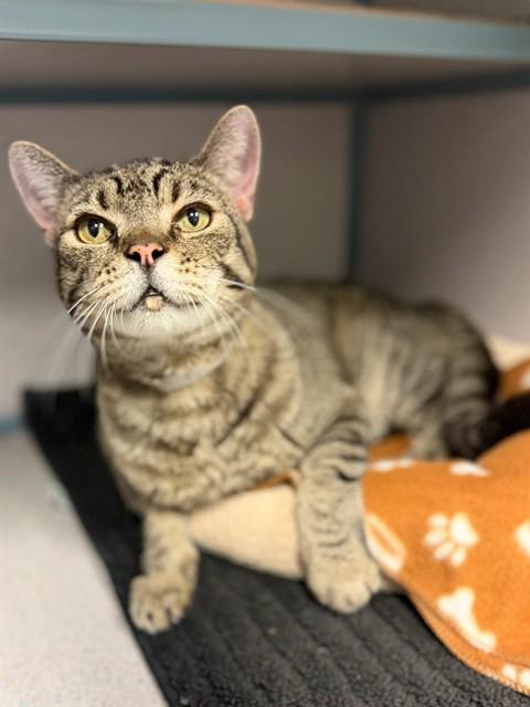 TOM, Adoptable, Adult Male Domestic Short Hair.
