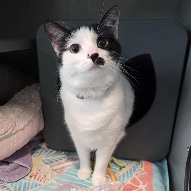 Enlarge ZOEY, a Adoptable Domestic Short Hair in Leesburg, VA image 1/1