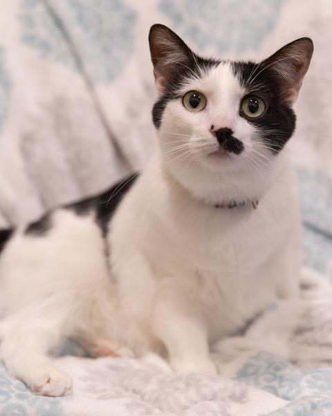 ZOEY, Adoptable, Adult Female Domestic Short Hair.