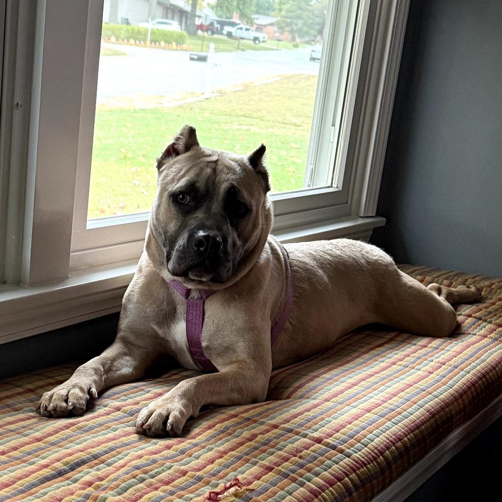 (Dua)Lipa, Adoptable, Adult Female American Staffordshire Terrier.