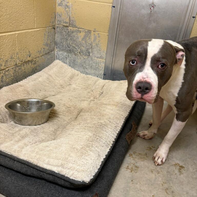 Enlarge Geo, a Adoptable Pit Bull Terrier in Waldorf, MD image 2/2