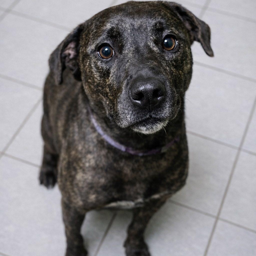 Enlarge R2D2, a ADOPTABLE mixed breed in Battle Creek, MI image 1/1