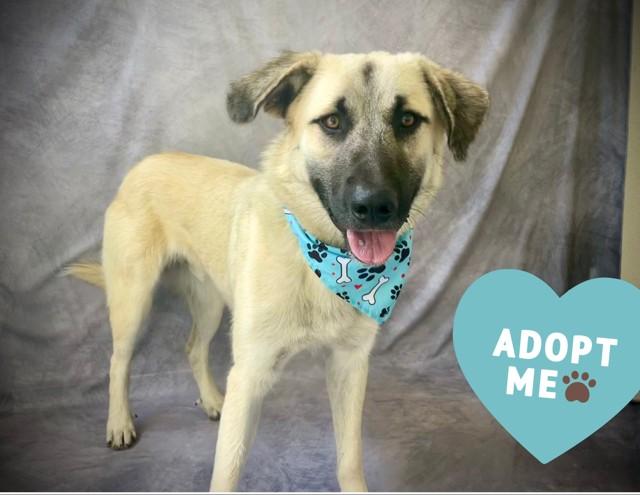BUBBA, Adoptable, Young Male Anatolian Shepherd & Mixed Breed.