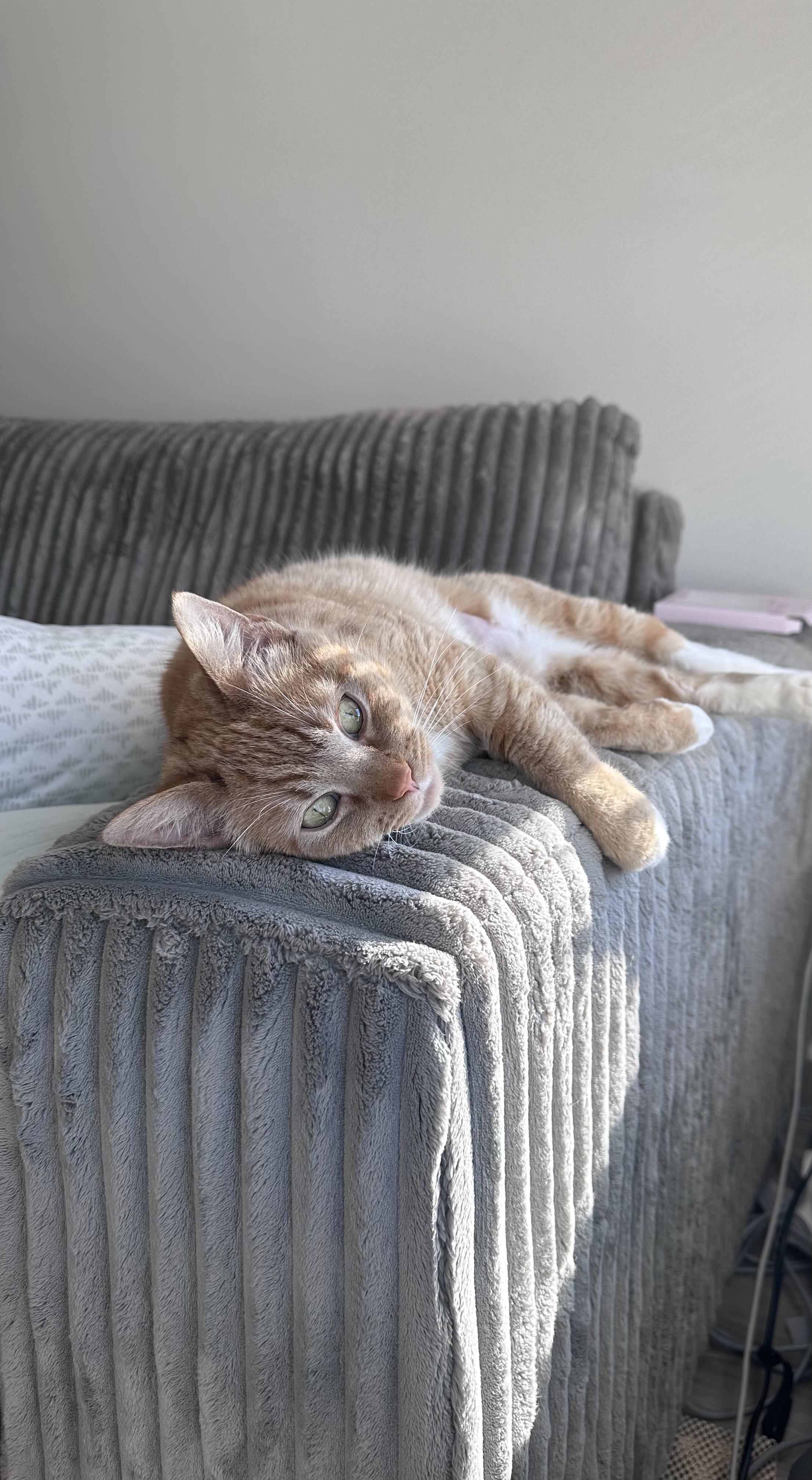 Enlarge Cheddar, a ADOPTABLE Domestic Short Hair in Bayonne, NJ image 3/6