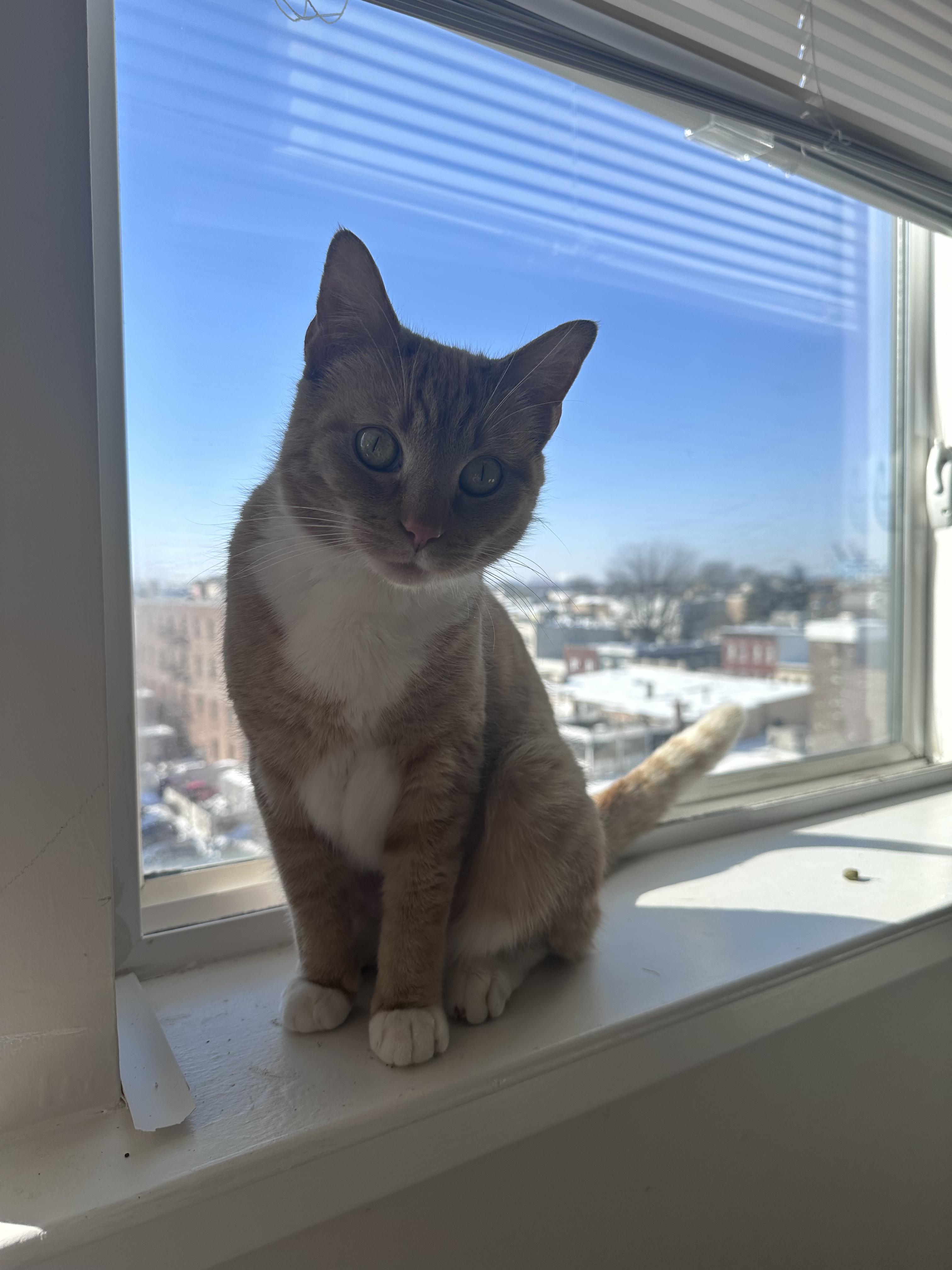 Enlarge Cheddar, a ADOPTABLE Domestic Short Hair in Bayonne, NJ image 6/6