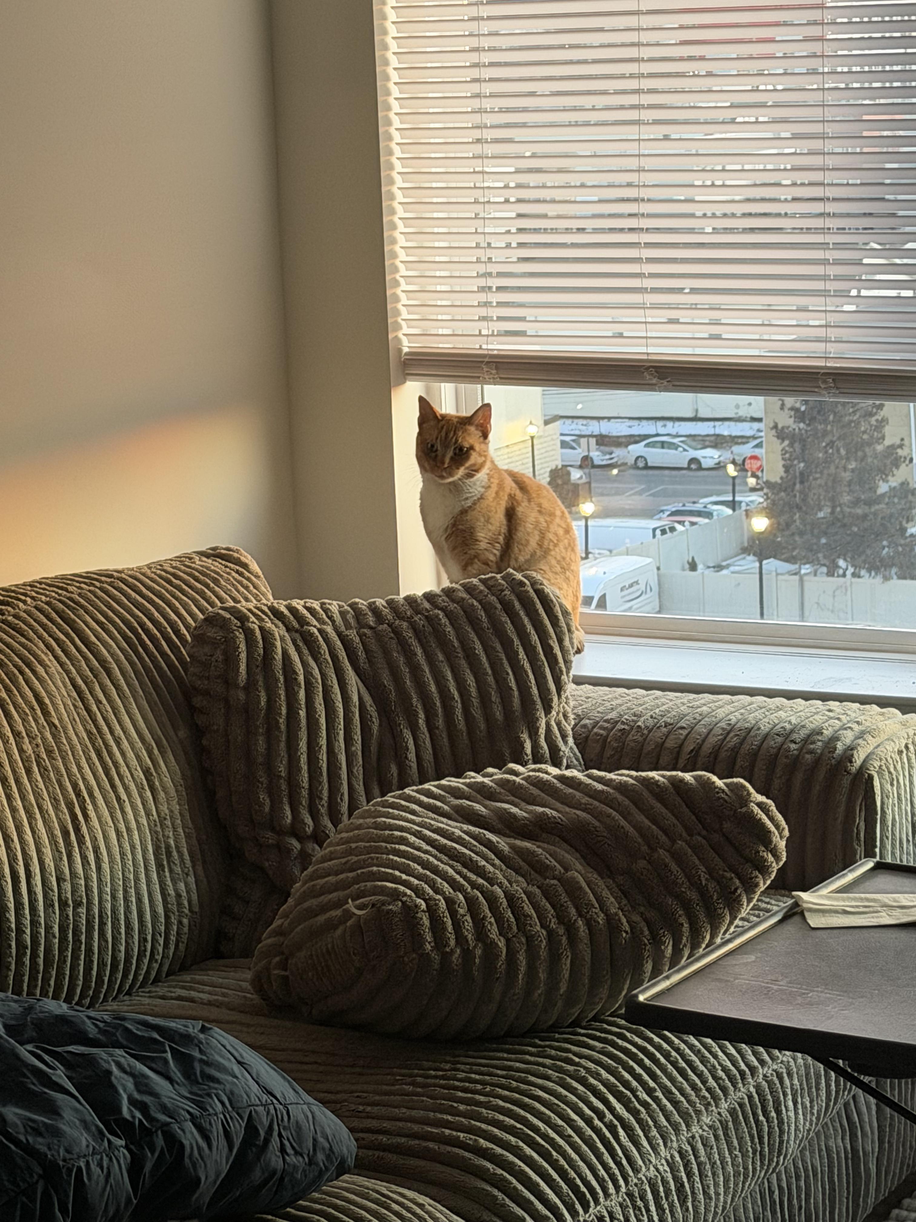 Enlarge Cheddar, a ADOPTABLE Domestic Short Hair in Bayonne, NJ image 4/6