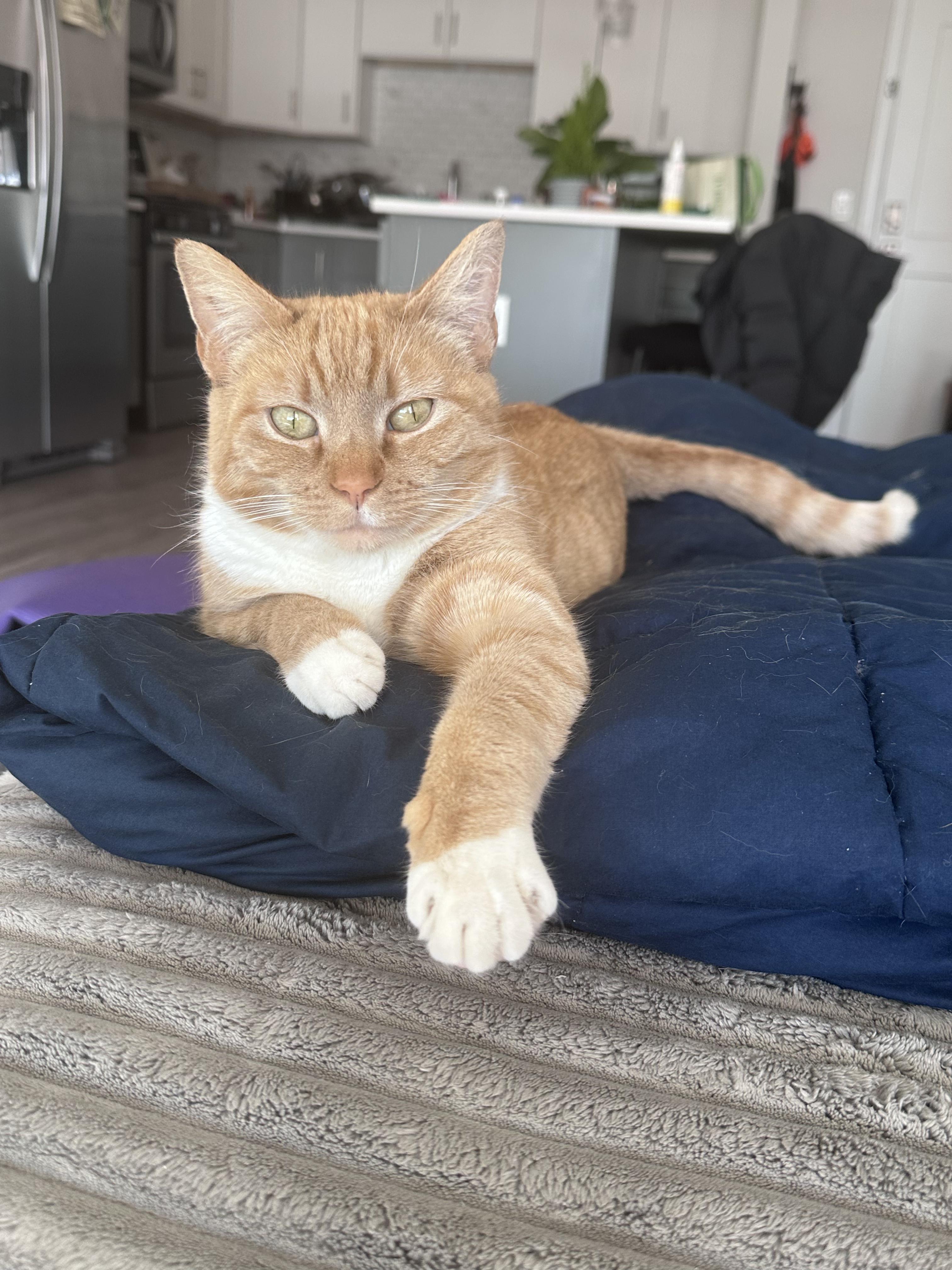 Cheddar, ADOPTABLE, Adult Female Domestic Short Hair.