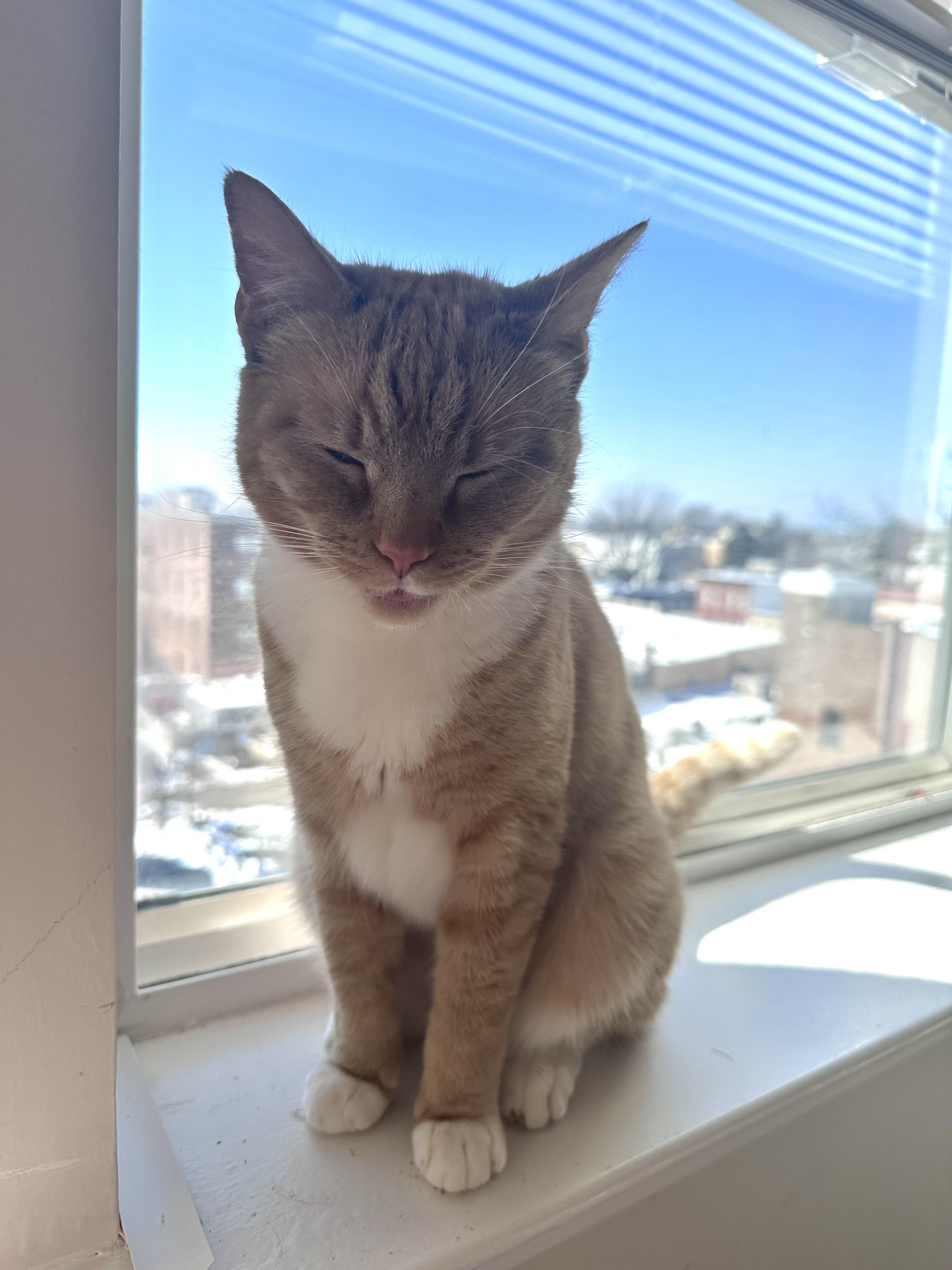 Enlarge Cheddar, a ADOPTABLE Domestic Short Hair in Bayonne, NJ image 2/6