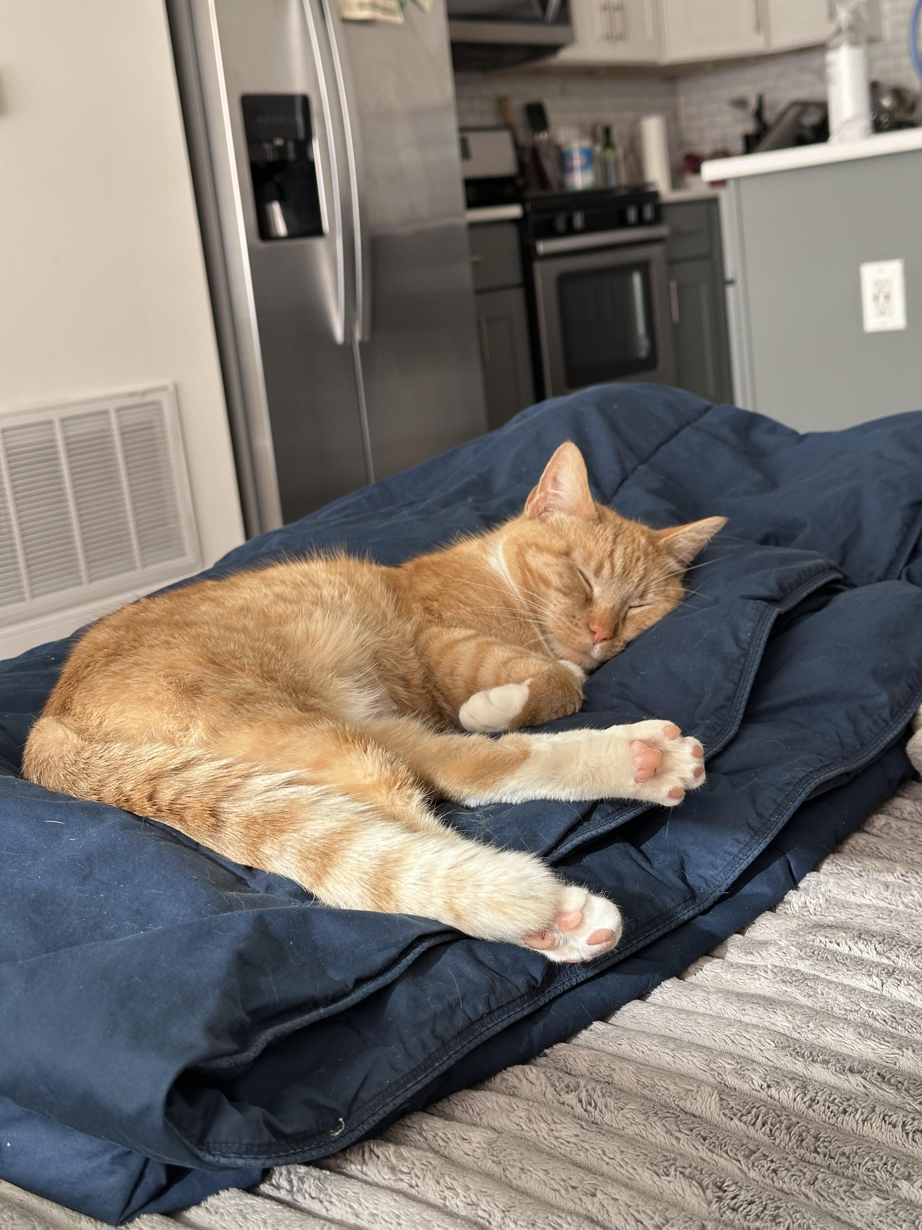 Enlarge Cheddar, a ADOPTABLE Domestic Short Hair in Bayonne, NJ image 5/6