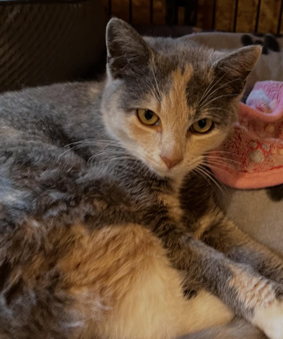 Enlarge Karma, a Adopted Domestic Short Hair in Sneads Ferry, NC image 1/1