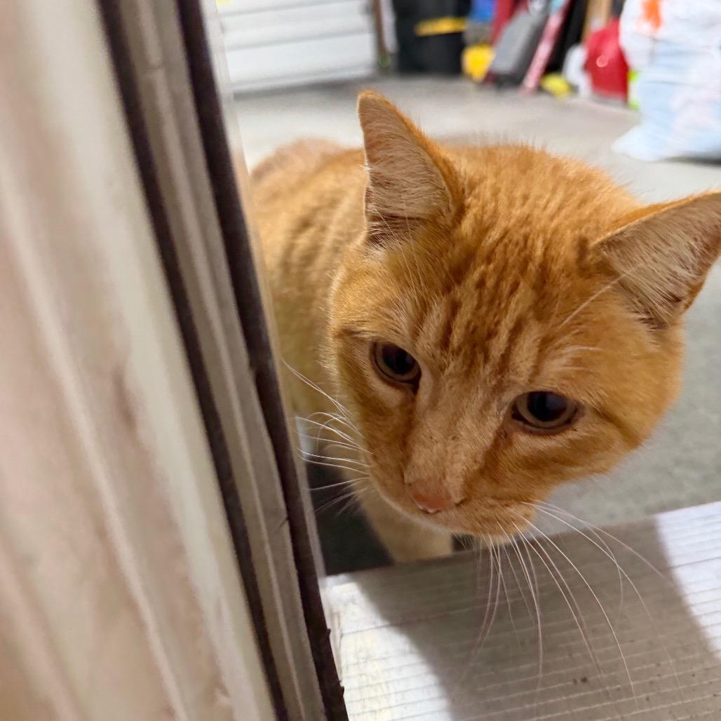 Cheeto, Adoptable, Senior Male Domestic Short Hair.