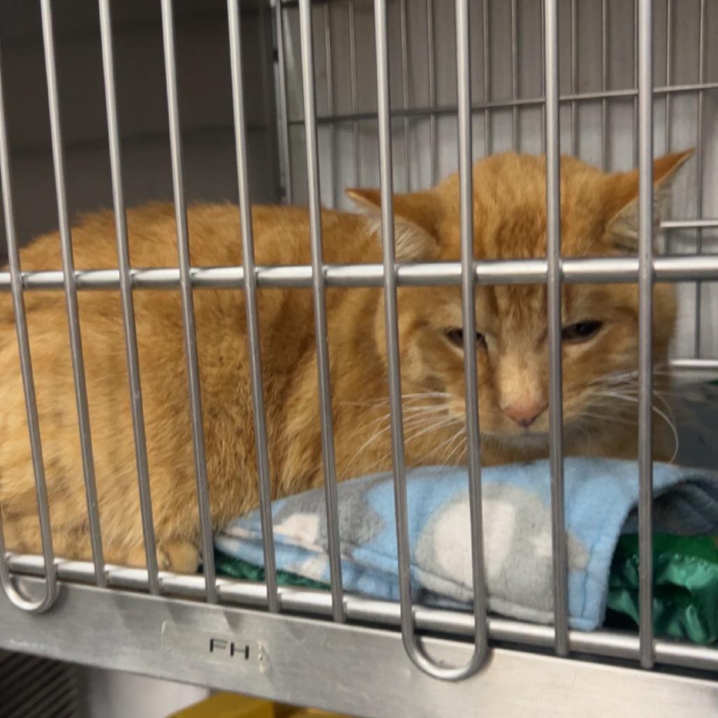 Enlarge Cheeto, a Adoptable Domestic Short Hair in Idaho Falls, ID image 3/4