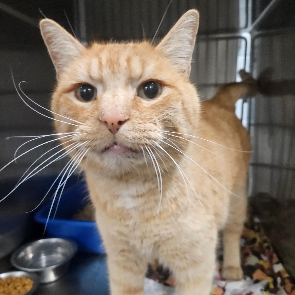 Enlarge Cheeto, a Adoptable Domestic Short Hair in Idaho Falls, ID image 4/4