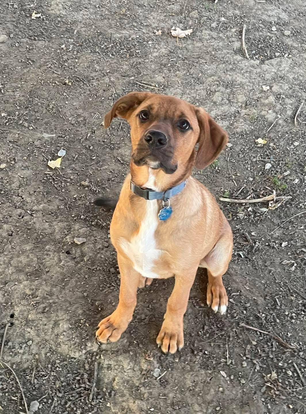 Bam Bam, Adoptable, Young Male Boxer.