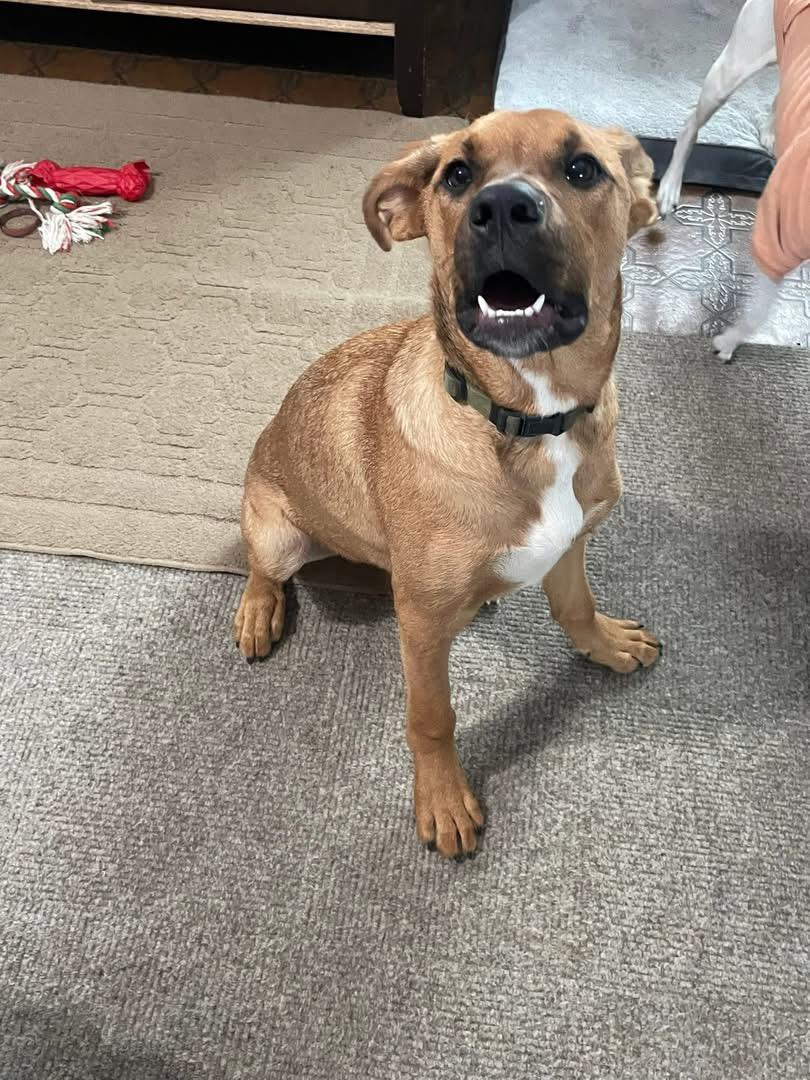 Bam Bam, Adoptable, Young Male Boxer.