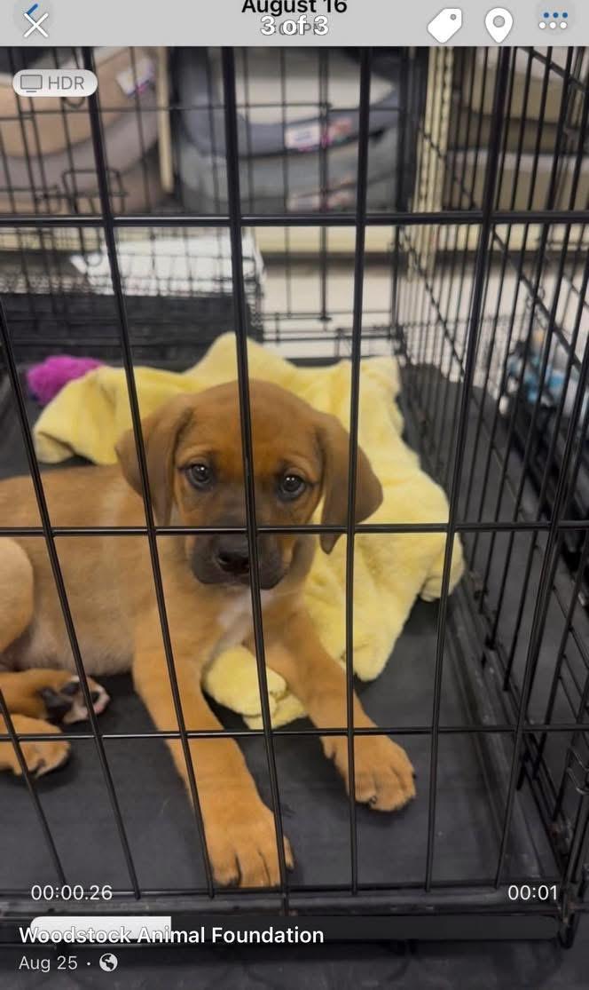 Enlarge Bam Bam, a Adoptable mixed breed in Louisville, KY image 2/3