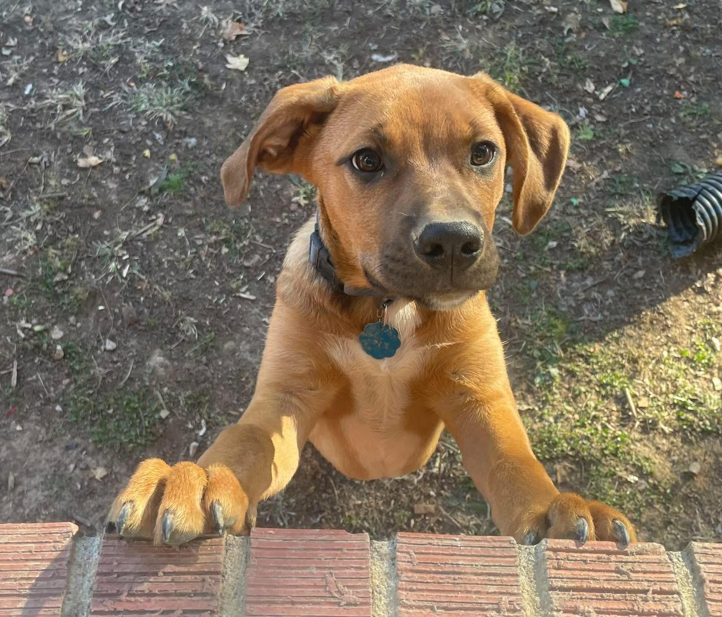 Enlarge Bam Bam, a Adoptable mixed breed in Louisville, KY image 3/3