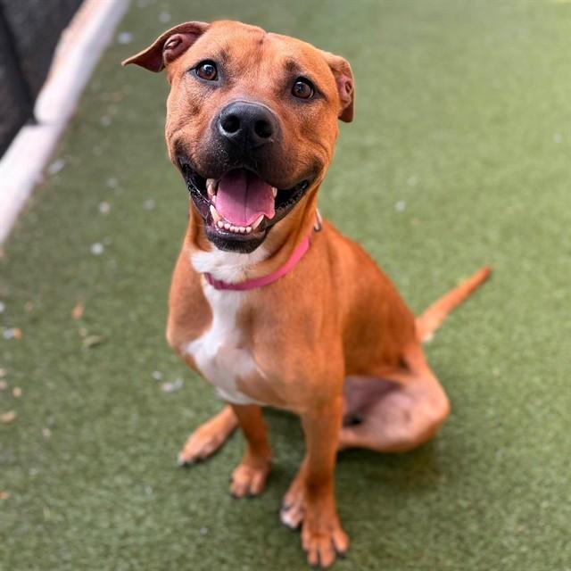 Enlarge GULLIVER, a Adoptable Pit Bull Terrier in Minneapolis, MN image 1/1