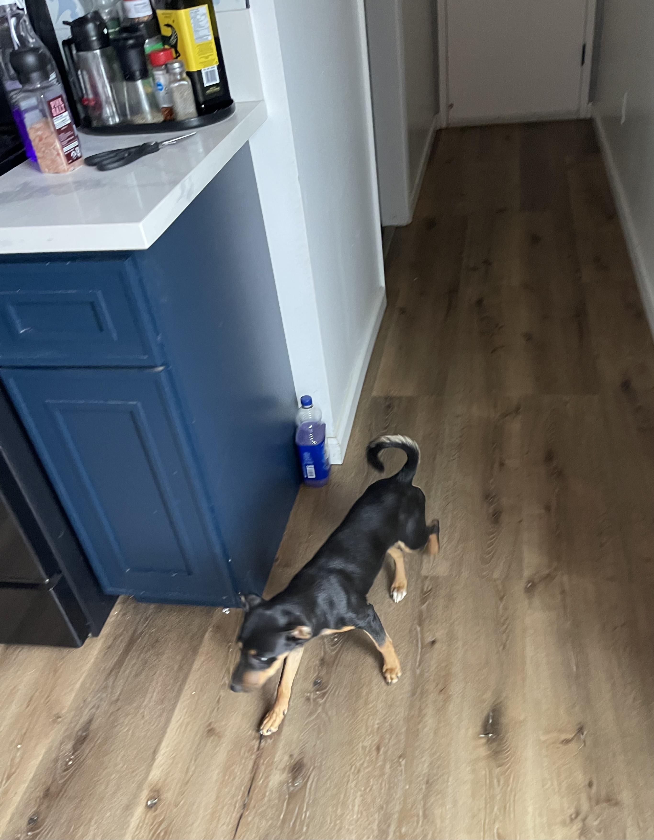 Enlarge Penelope, a Adoptable mixed breed in Chula Vista, CA image 2/4